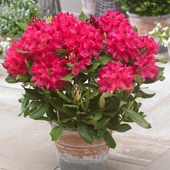 Rhododendron 'Nova Zembla' - Nova Zembla Red Rhododendron