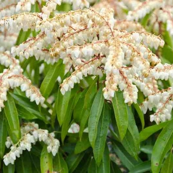 Pieris x 'Brouwer's Beauty' - Brouwer's Beauty Andromeda