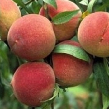 Prunus x 'Elberta' - Elberta Peach