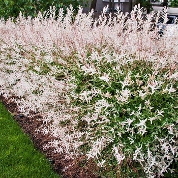 Salix integra 'Hakaro Nishki' - Dappled Willow