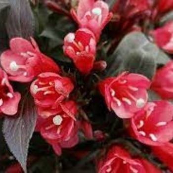 Weigela x 'DN 'Electric Love'' - Electric Love Weigela