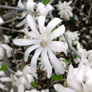 Magnolia stellata - Waterlily Star Magnolia