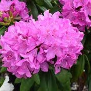 Rhododendron hybrid - Roseum Pink