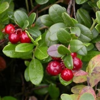 Vaccinium macrocarpon - Cranberry