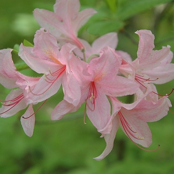 Azalea ''Jane Abbott'' - Jane Abbott Azalea