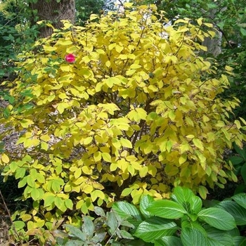 Dirca palustris - Leatherwood