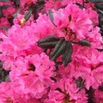 Rhododendron x 'Landmark' - Landmark Rhododendron