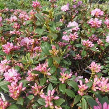Rhododendron x 'Pioneer Slivery Pink' - Silvery Pink Rhododendron
