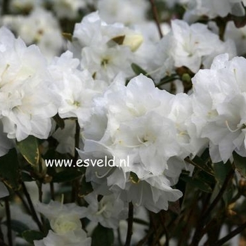 Rhododendron x 'April White' - April White Rhododendron