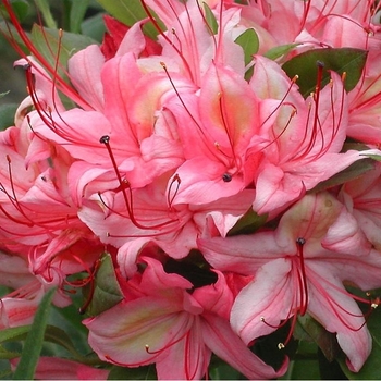 Azalea x 'Lollipop' - Lollipop Azalea