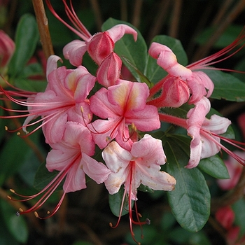 Azalea x 'Pink n' Sweet' - Pink n' Sweet