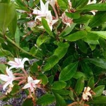 Azalea arborescens 'Hot Ginger & Dynamite' - Hot Ginger & Dynamite