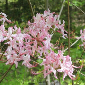 Azalea nudiflorum (periclymenoides) 'Deep Pink' - Deep Pink Pinxter Bloom