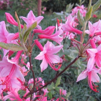 Azalea roseum (prinophyllum) - Roseshell Azalea