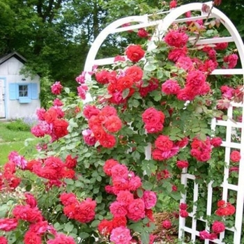 Rosa x 'Ramblin' Red' - Ramblin' Red Climbing Rose