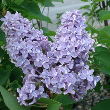 Syringa vulgaris 'President Grevy' - President Grevy Lilac