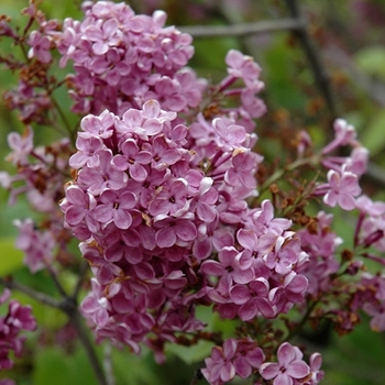 Syringa vulgaris 'Charles X' - Charles X Lilac