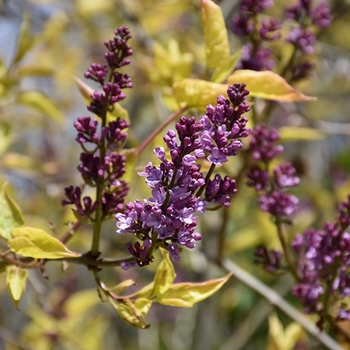 Syringa x 'Weston's Rainbow'' - Weston's Rainbow Lilac