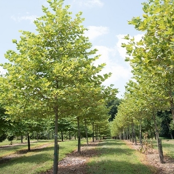Platanus x acerifolia - London Planetree