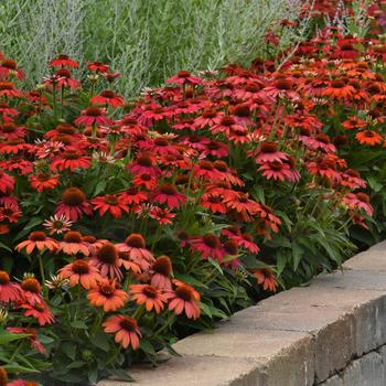 Echinacea x hybrida - Artisan™ Ombre Red