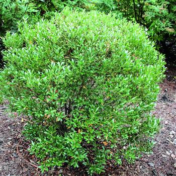 Ilex glabra 'Shamrock' (Inkberry) - Shamrock Inkberry