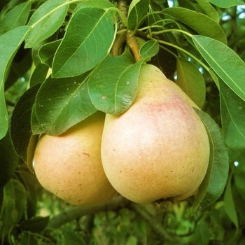 Pyrus communis 'Pineapple' - PINAPPLE PEAR