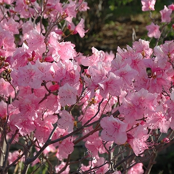 Azalea 'Cornell Pink' - Cornell Pink Azalea