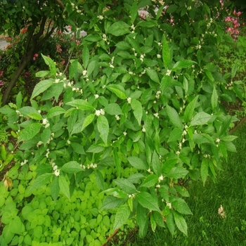 Ilex verticillata ''Jim Dandy'' - Jim Dandy MALE Winterberry