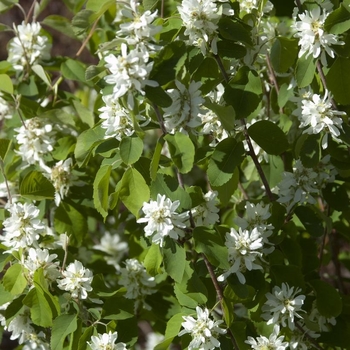 Amelanchier alnifolia 'Standing Ovation' - Standing Ovation Shad, Serviceberry