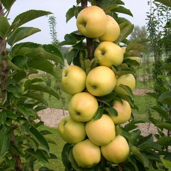 Apple x 'Golden Sentinel' - Golden Sentinel Apple