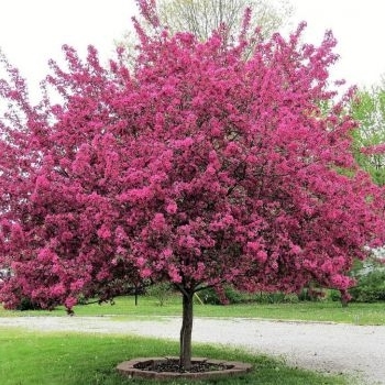 Malus hybrid 'Prairiefire' - 'Prairifire' Crabapple