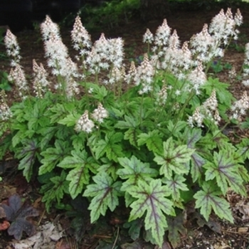 Tiarella hybrid - 'Elizabeth Oliver'