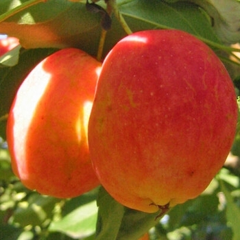 Malus x 'Centennial' - Centennial Crabapple