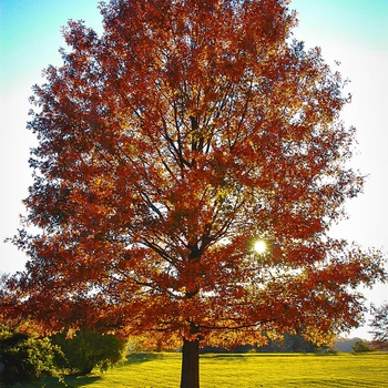 Quercus palustris - PIN OAK