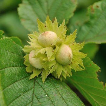 Corylus americana - American Hazelnut