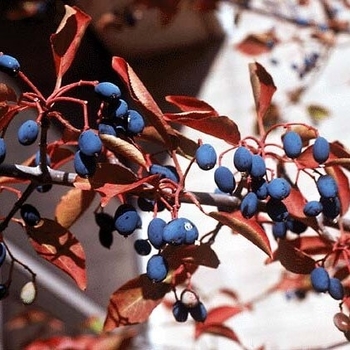 Viburnum prunifolium - Blackhaw