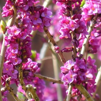 Daphne mezereum - FEBRUARY DAPHNE