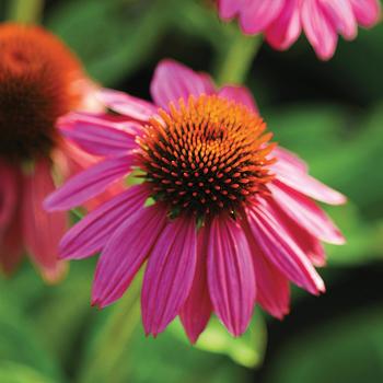 Echinacea purpurea - 'PowWow Wild Berry'