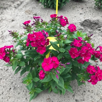 Phlox paniculata BAMBINI 'Cherry Crush' - 'Bambini Cherry Crush'