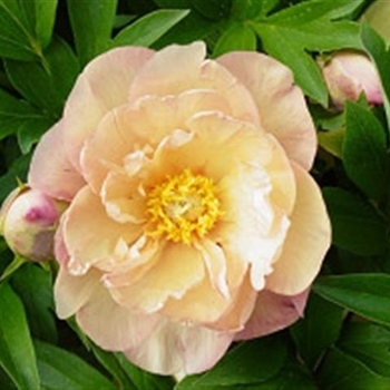 Paeonia 'ITOH 'Singing in the Rain' - ITOH Singing in the Rain