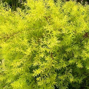 Spirea thunbergii 'Ogon' - MELLOW YELLOW SPIREA