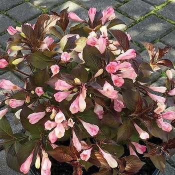 Weigela x DN 'Afterglow' - AFTERGLOW WEIGELA