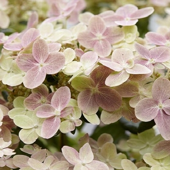 Hydrnagea paniculata 'Early evolution' - EARLY EVOLUTION HYDRANGEA
