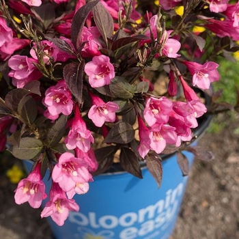Weigela x DN 'Stunner' - STUNNER WEIGELA