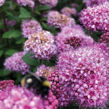 Spirea x POPROCKS 'Petite' - Poprocks Petite Spirea