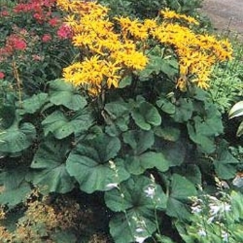 Ligularia dentata 'Desdemona' - Leopard Plant