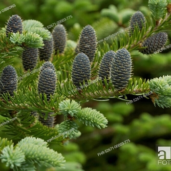 Abies balsamea - Balsam Fir