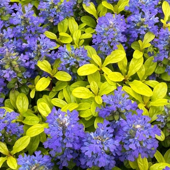  'Feathered Friends 'Cordial Canary'' - Ajuga