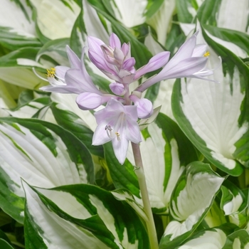 'Amazone' - Hosta