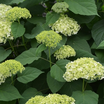 Hydrangea arborescens ''Grandiflora'' - Smooth Hydrangea